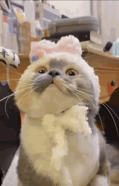 Cat Meow GIF - Cat Meow Cute Cat - Discover & Share GIFs